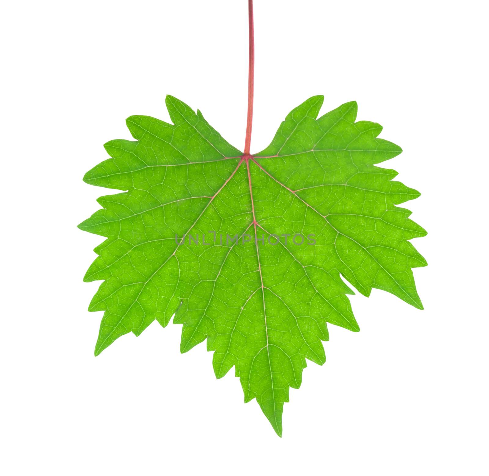 Grape leaves isolated on white background with clipping path