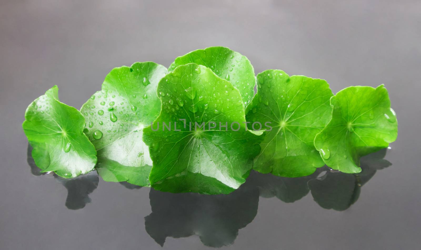 Closeup fresh leaf of Gotu kola, Asiatic pennywort, Indian penny by pt.pongsak@gmail.com