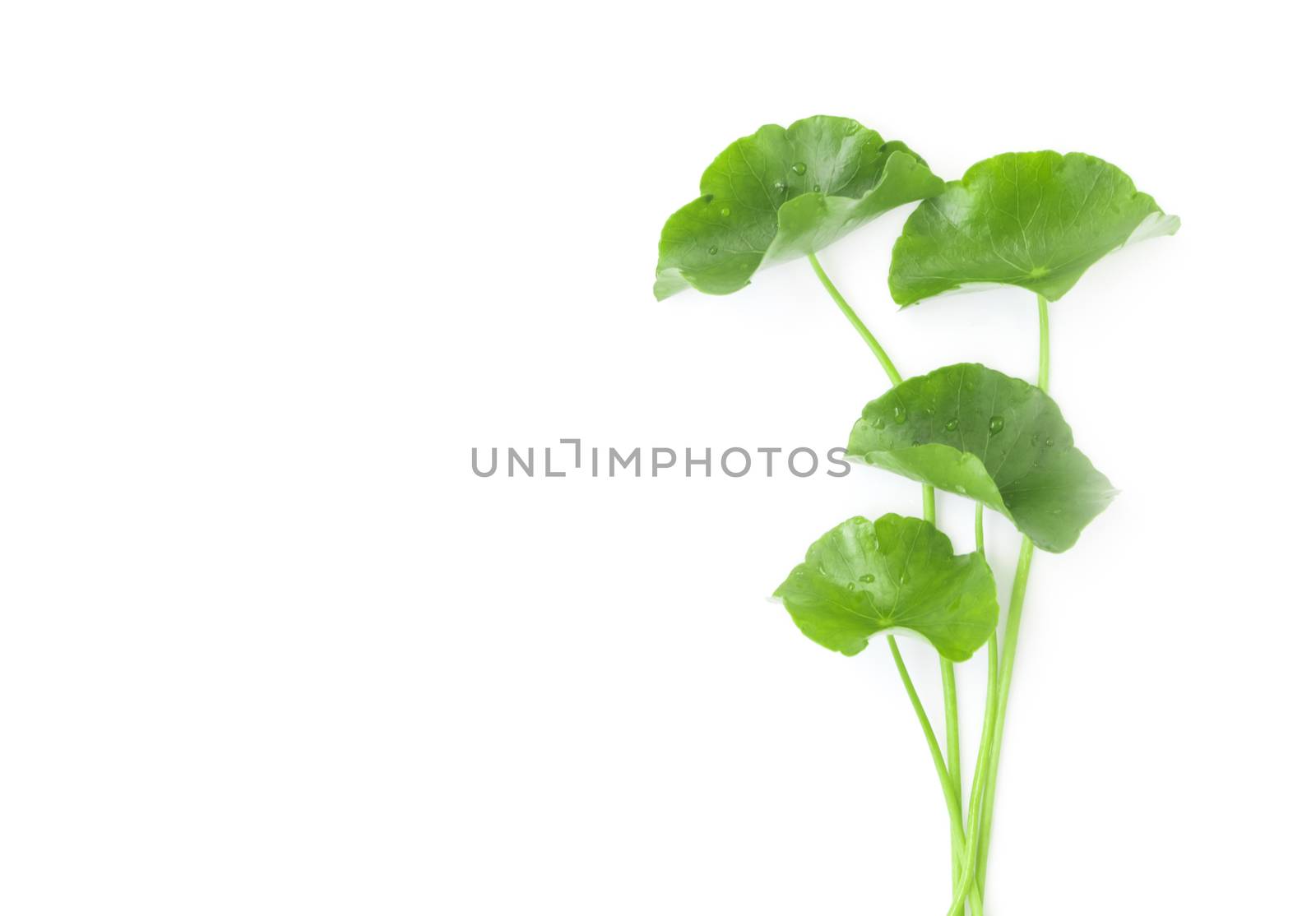 Closeup leaf of Gotu kola, Asiatic pennywort, Indian pennywort on white background, herb and medical concept