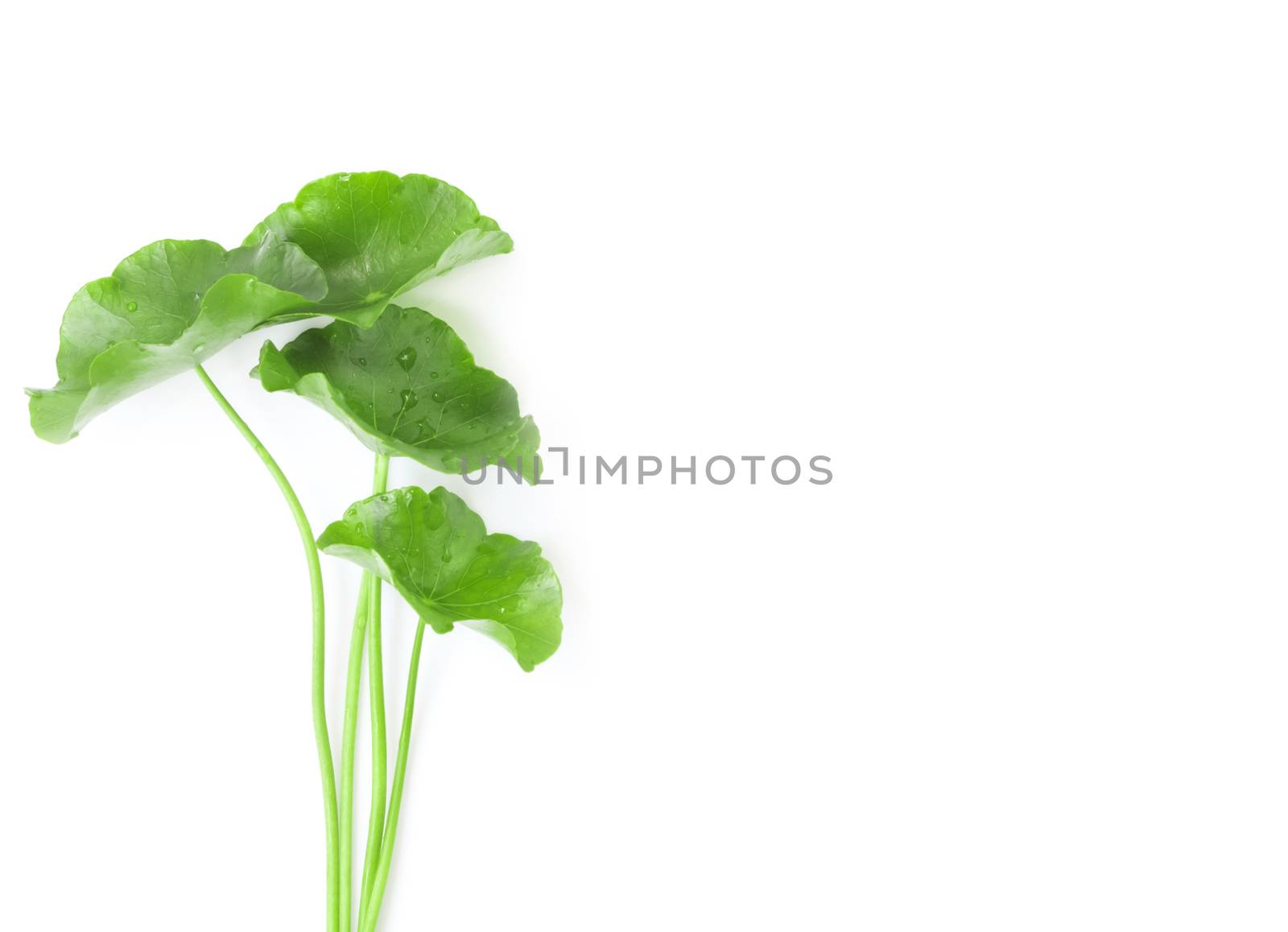 Closeup leaf of Gotu kola, Asiatic pennywort, Indian pennywort on white background, herb and medical concept