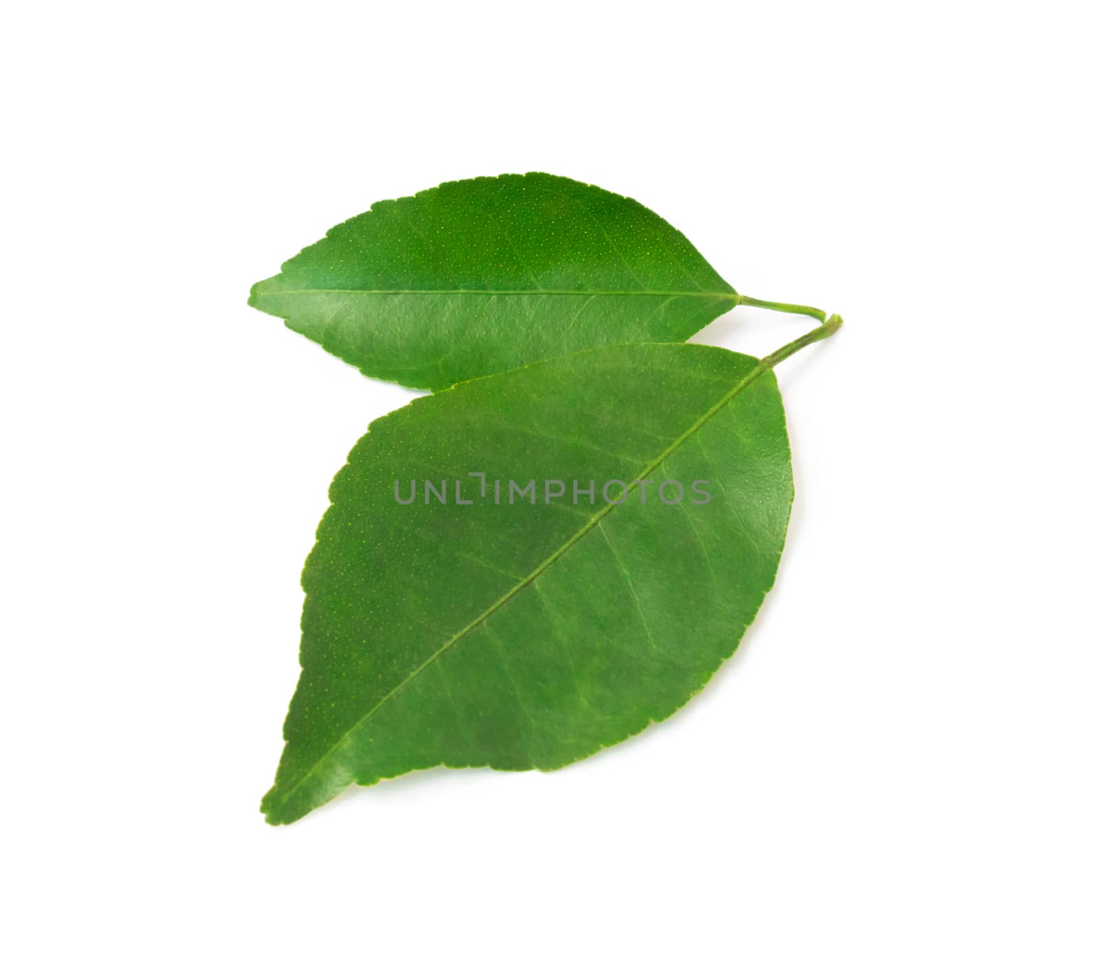 Lemon leaf isolated on white background with clipping path by pt.pongsak@gmail.com
