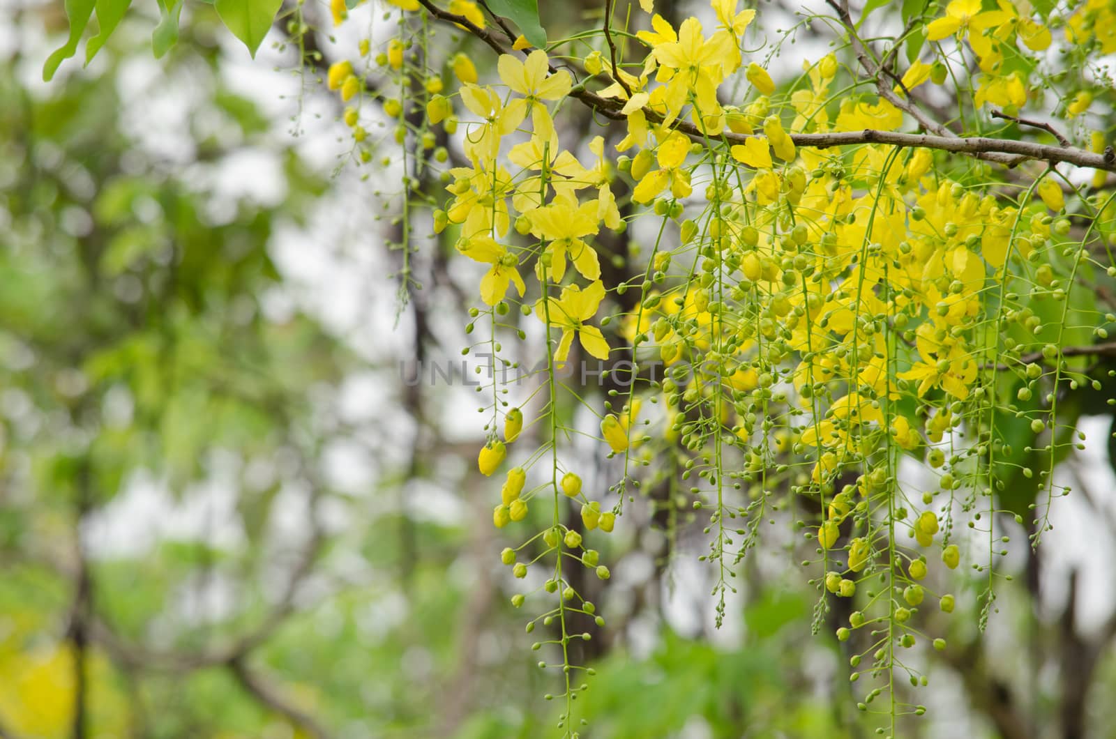 Cassia fistula  is the national tree of Thailand, and its flower is Thailand's national flower.It blooms in late spring. Flowering is profuse, with trees being covered with yellow flowers,