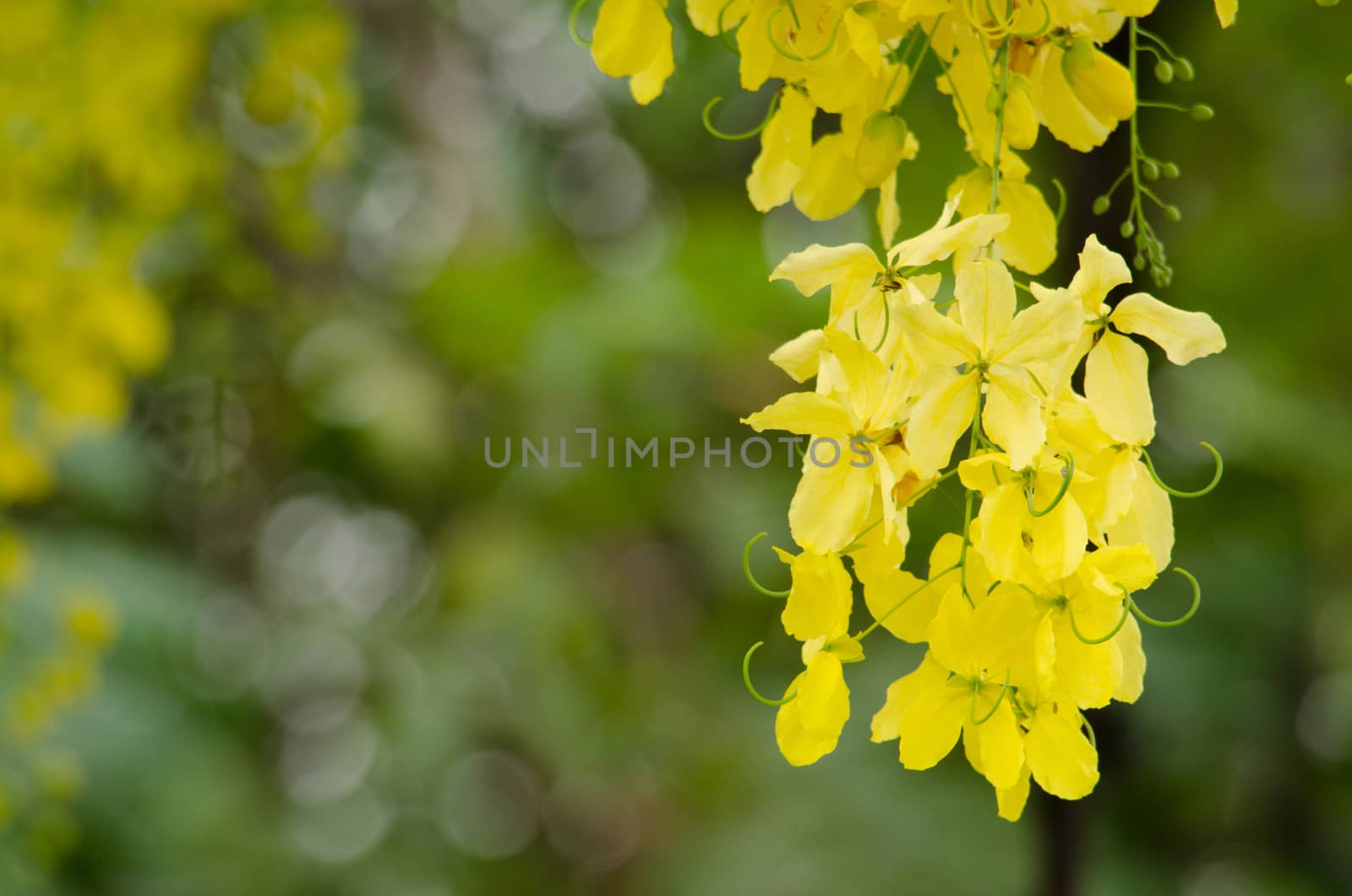 Cassia fistula  is the national tree of Thailand, and its flower is Thailand's national flower.It blooms in late spring. Flowering is profuse, with trees being covered with yellow flowers,