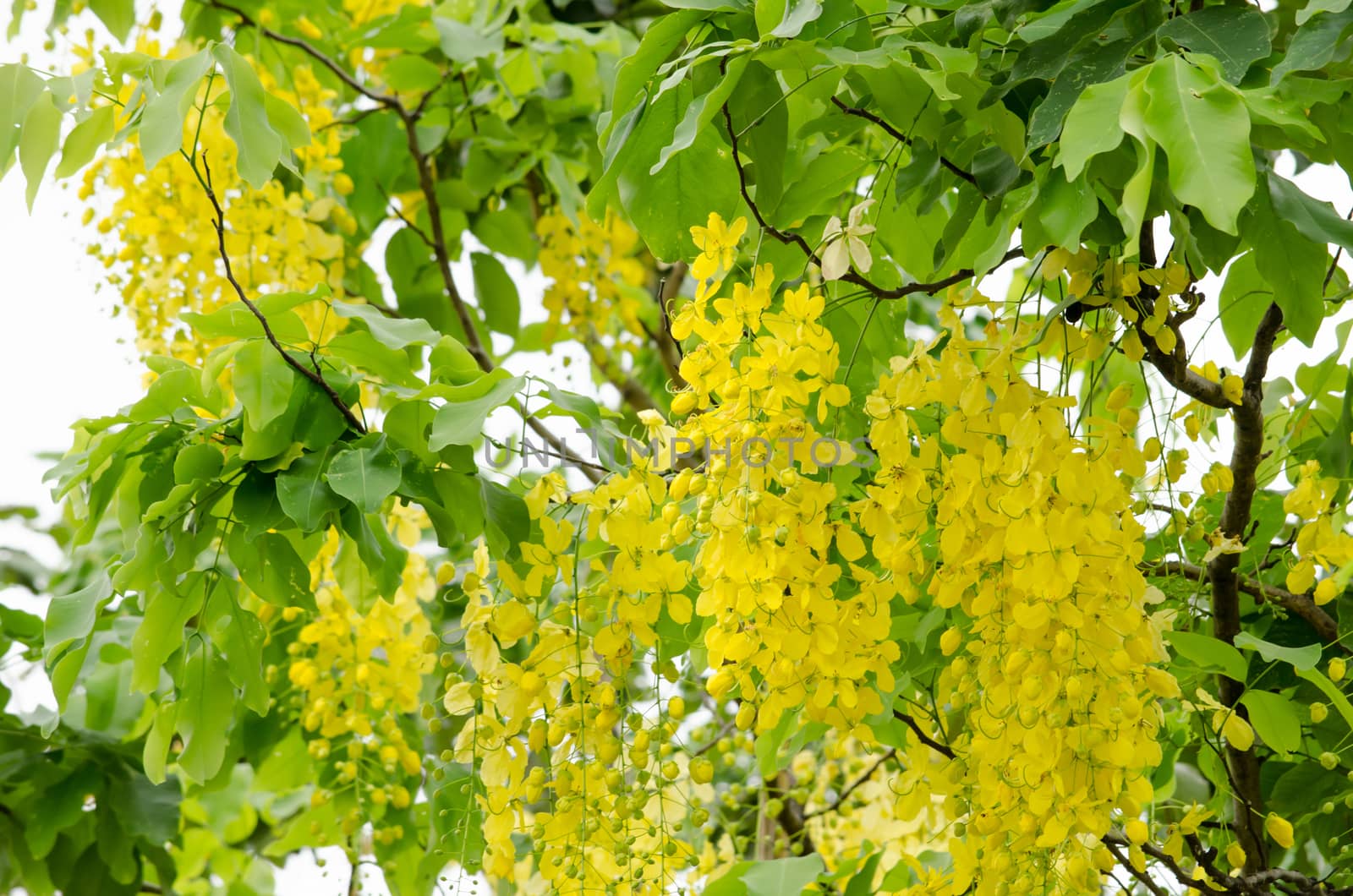 Cassia fistula  is the national tree of Thailand, and its flower is Thailand's national flower.It blooms in late spring. Flowering is profuse, with trees being covered with yellow flowers,