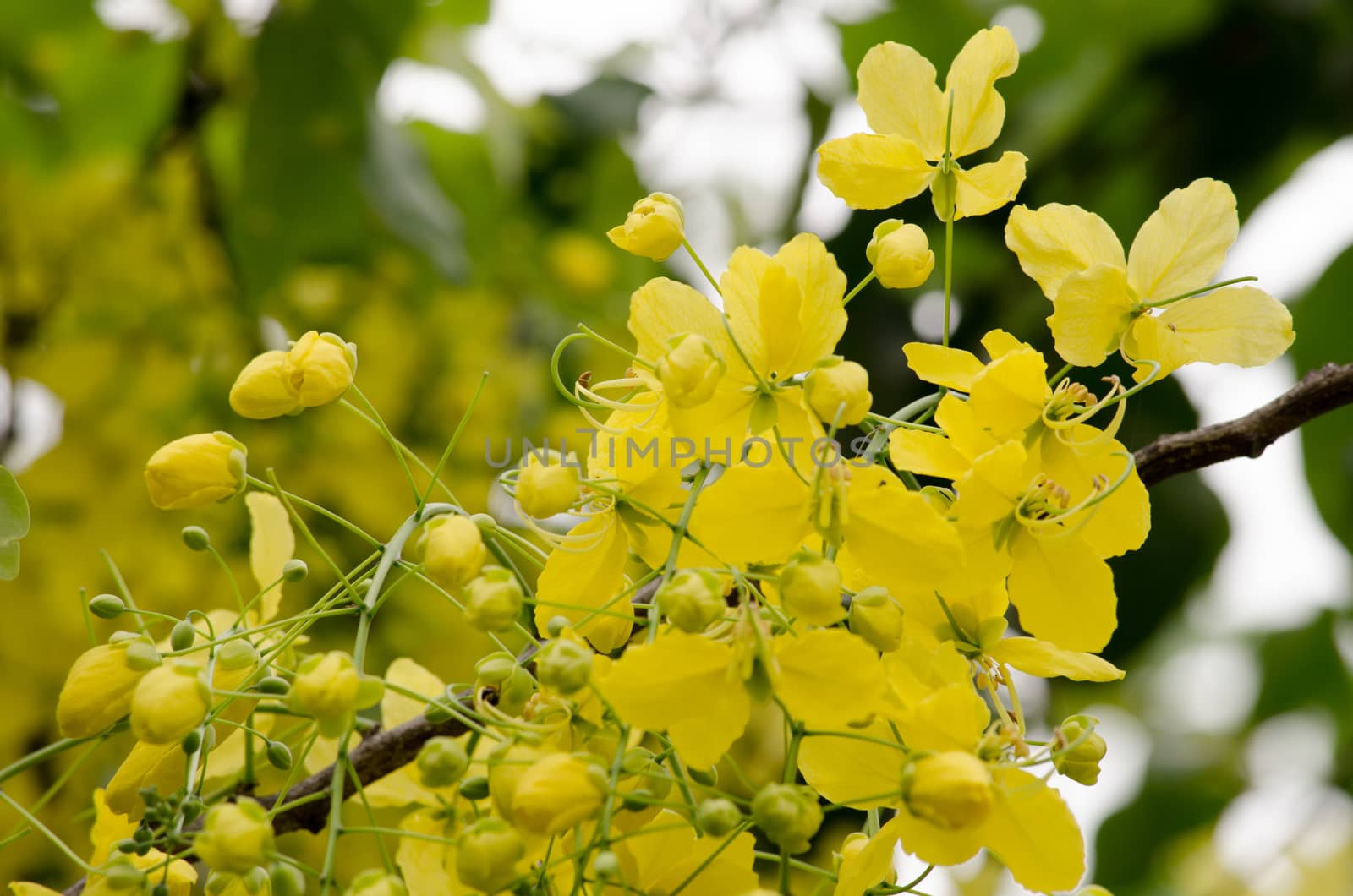 Cassia fistula  is the national tree of Thailand, and its flower is Thailand's national flower.It blooms in late spring. Flowering is profuse, with trees being covered with yellow flowers,