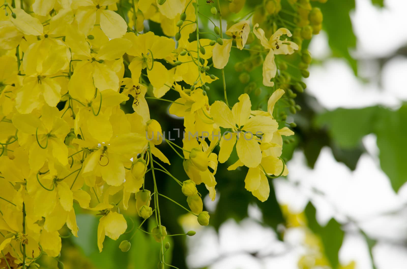 Cassia fistula  is the national tree of Thailand, and its flower is Thailand's national flower.It blooms in late spring. Flowering is profuse, with trees being covered with yellow flowers,