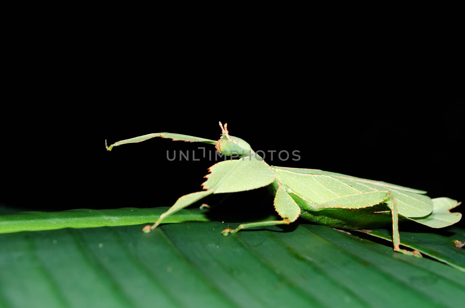 Phyllium bioculatum have extremely flattened, irregularly shaped bodies, wings, and legs.