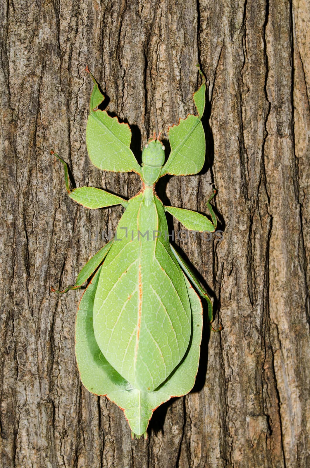 Phyllium bioculatum have extremely flattened, irregularly shaped bodies, wings, and legs.