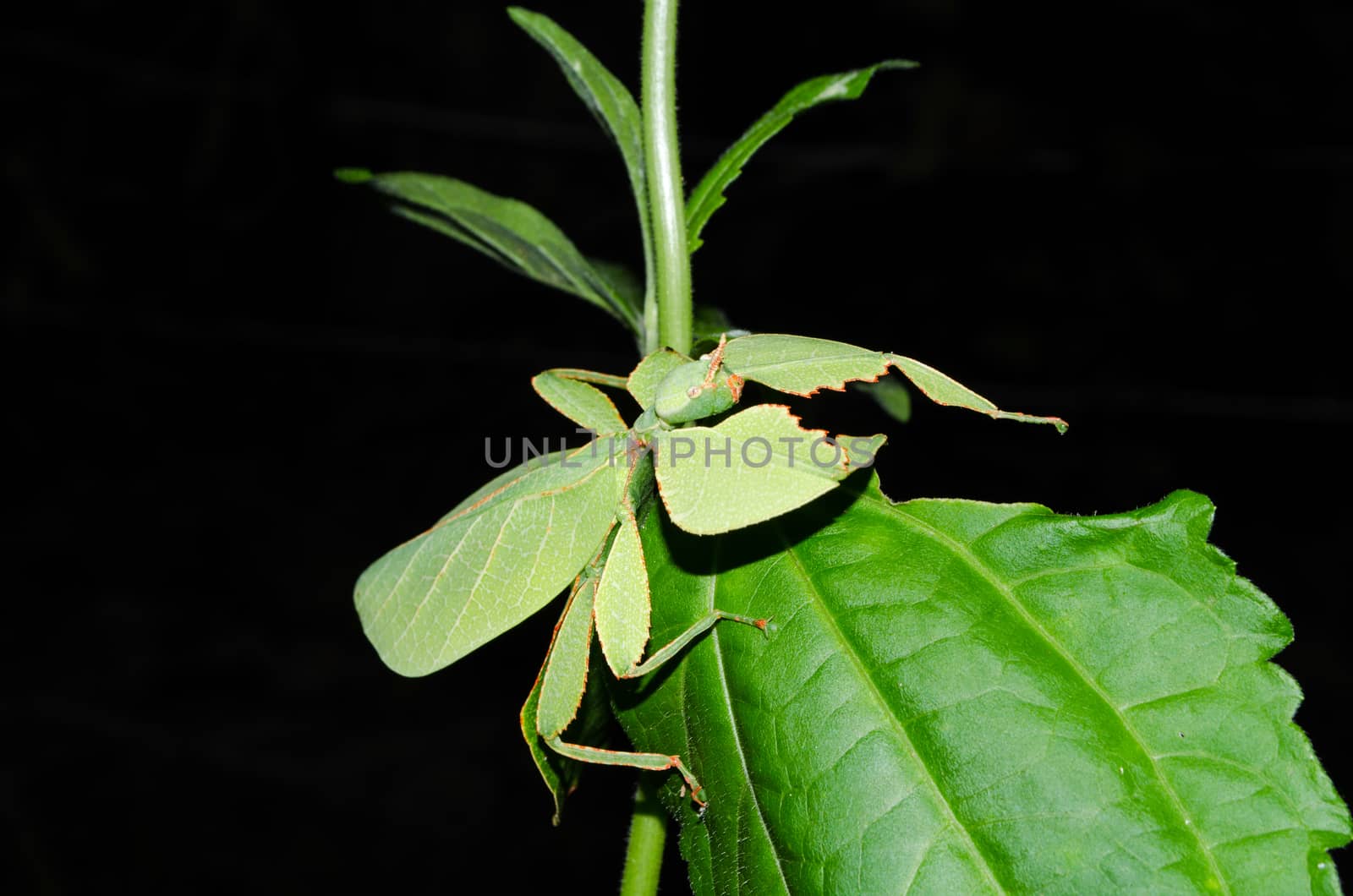 Phyllium bioculatum have extremely flattened, irregularly shaped bodies, wings, and legs.