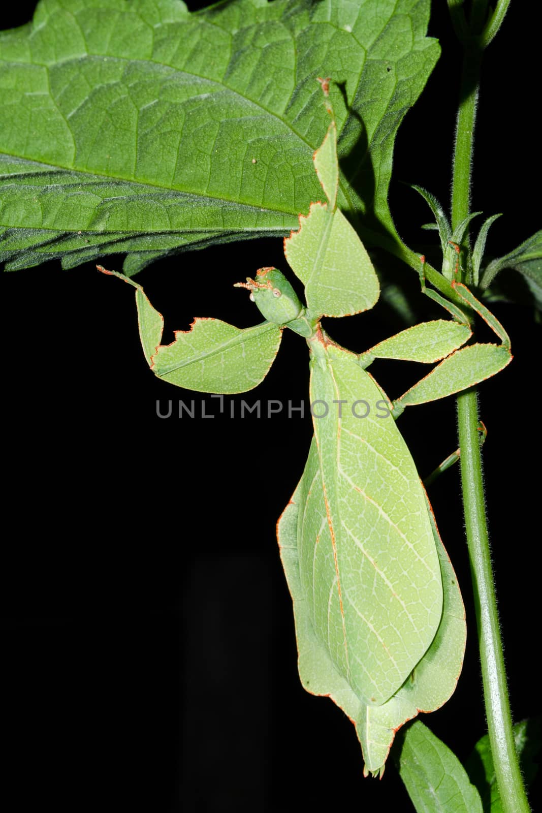 Phyllium bioculatum have extremely flattened, irregularly shaped bodies, wings, and legs.