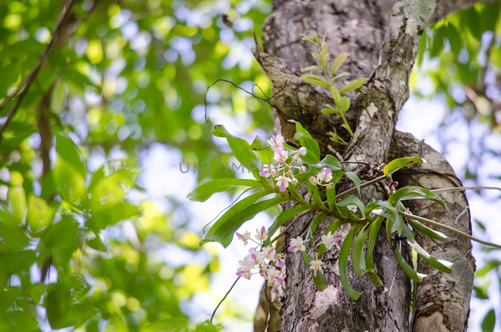 The Orchidaceae are a diverse and widespread family of flowering plants, with blooms that are often colourful .