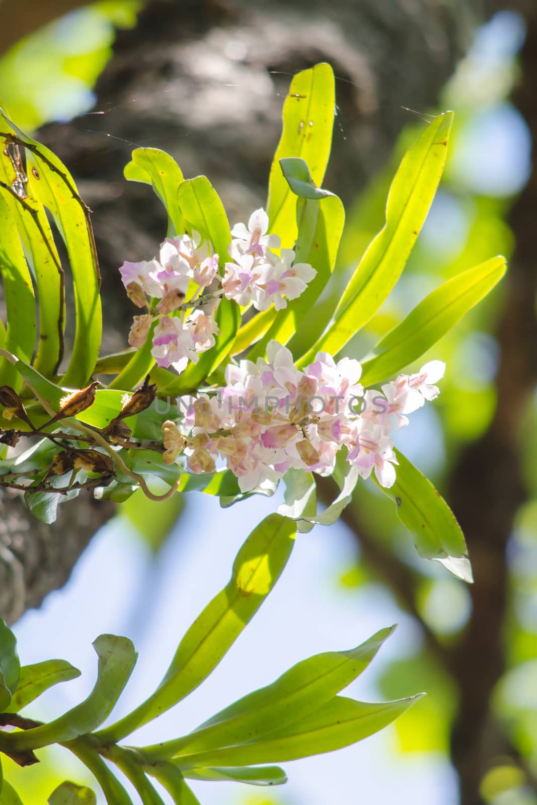 The Orchidaceae are a diverse and widespread family of flowering plants, with blooms that are often colourful .