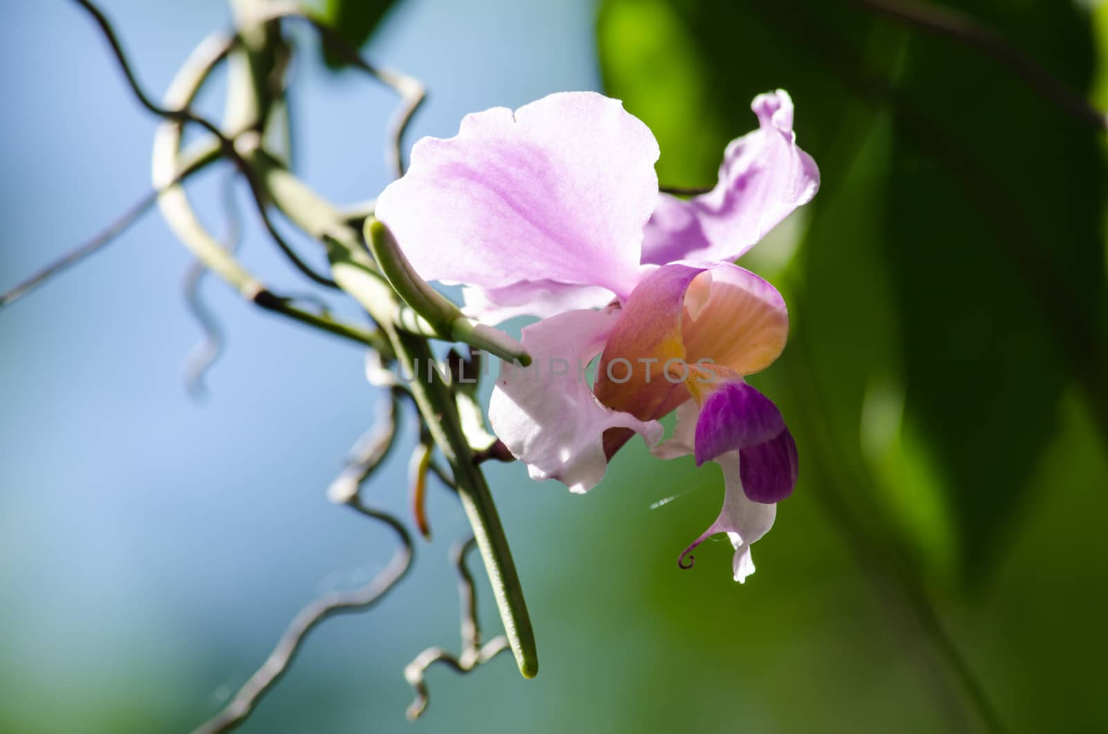 The Orchidaceae are a diverse and widespread family of flowering plants, with blooms that are often colourful .