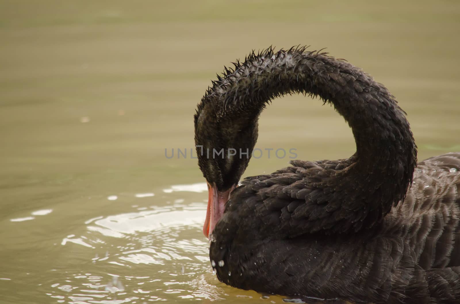 Cygnus atratus is a large waterbird with mostly black plumage and red bills.