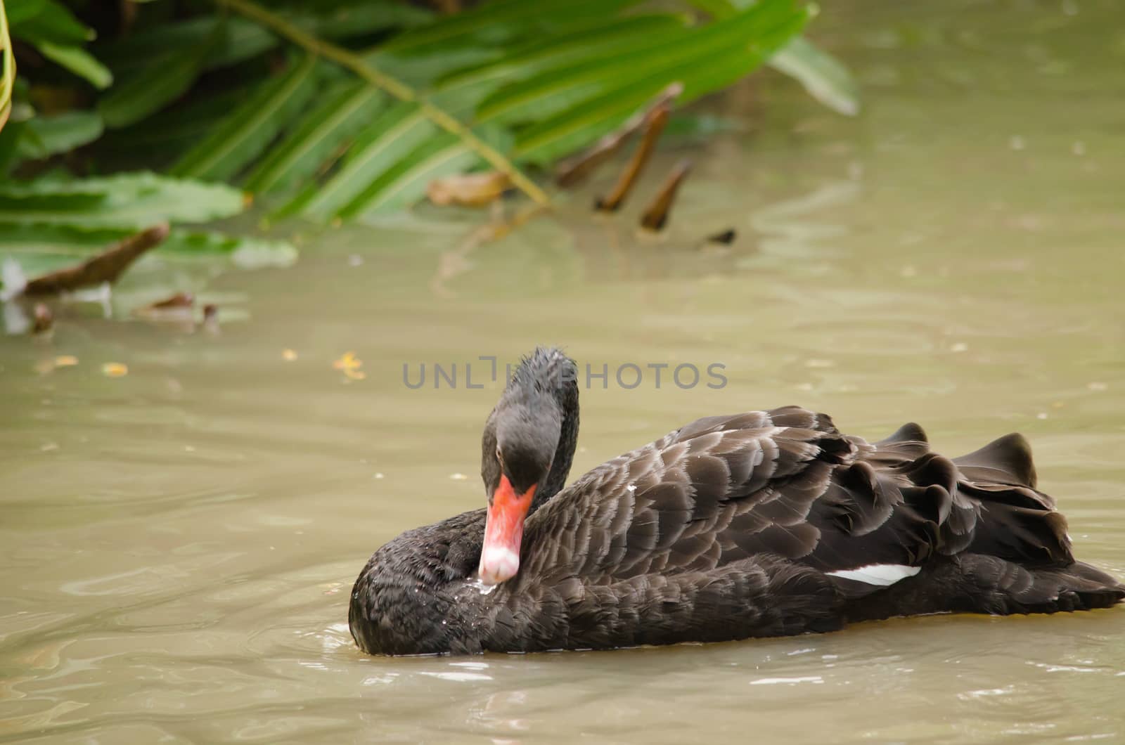 Cygnus atratus is a large waterbird with mostly black plumage and red bills.