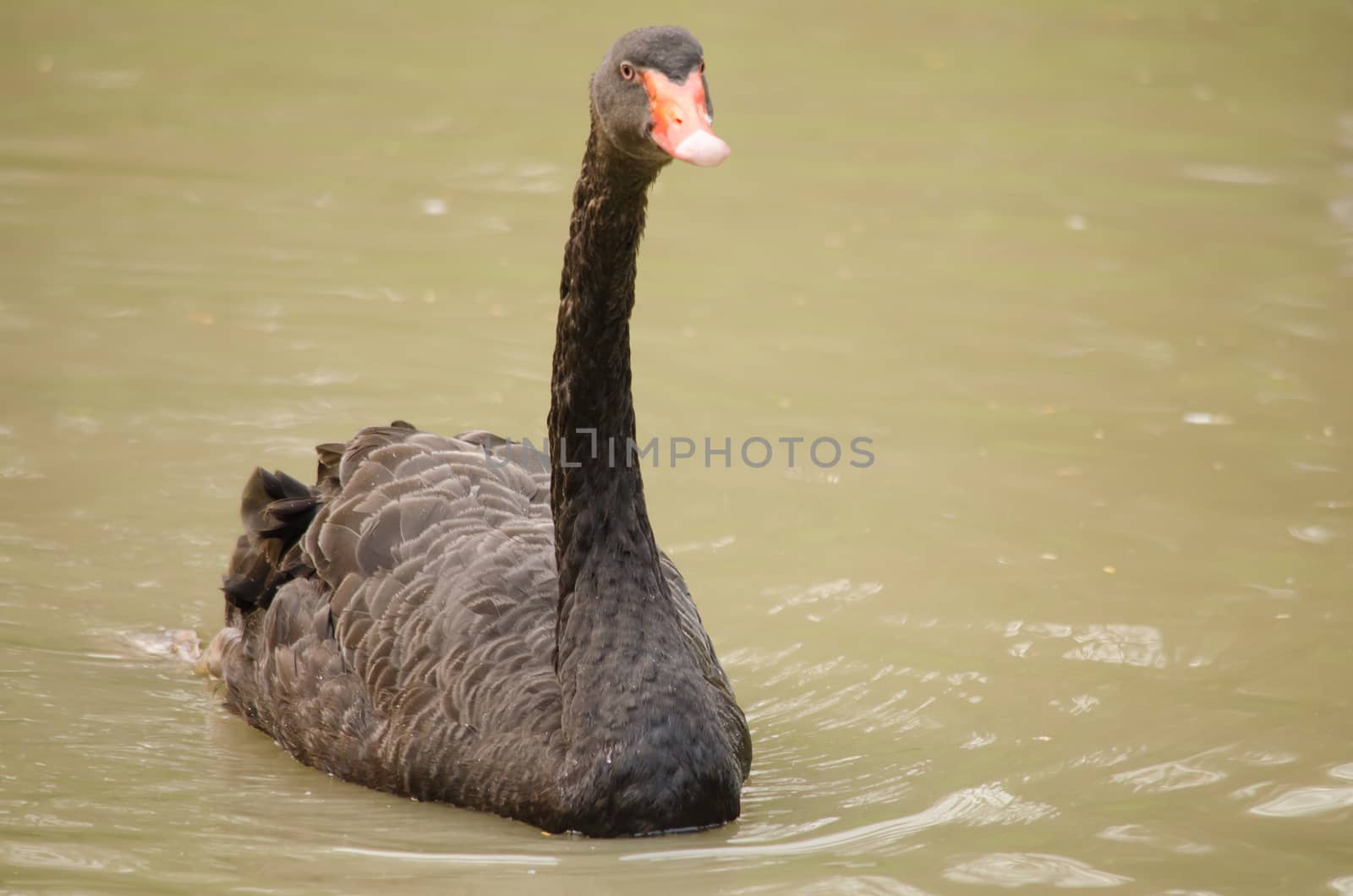 Cygnus atratus is a large waterbird with mostly black plumage and red bills.