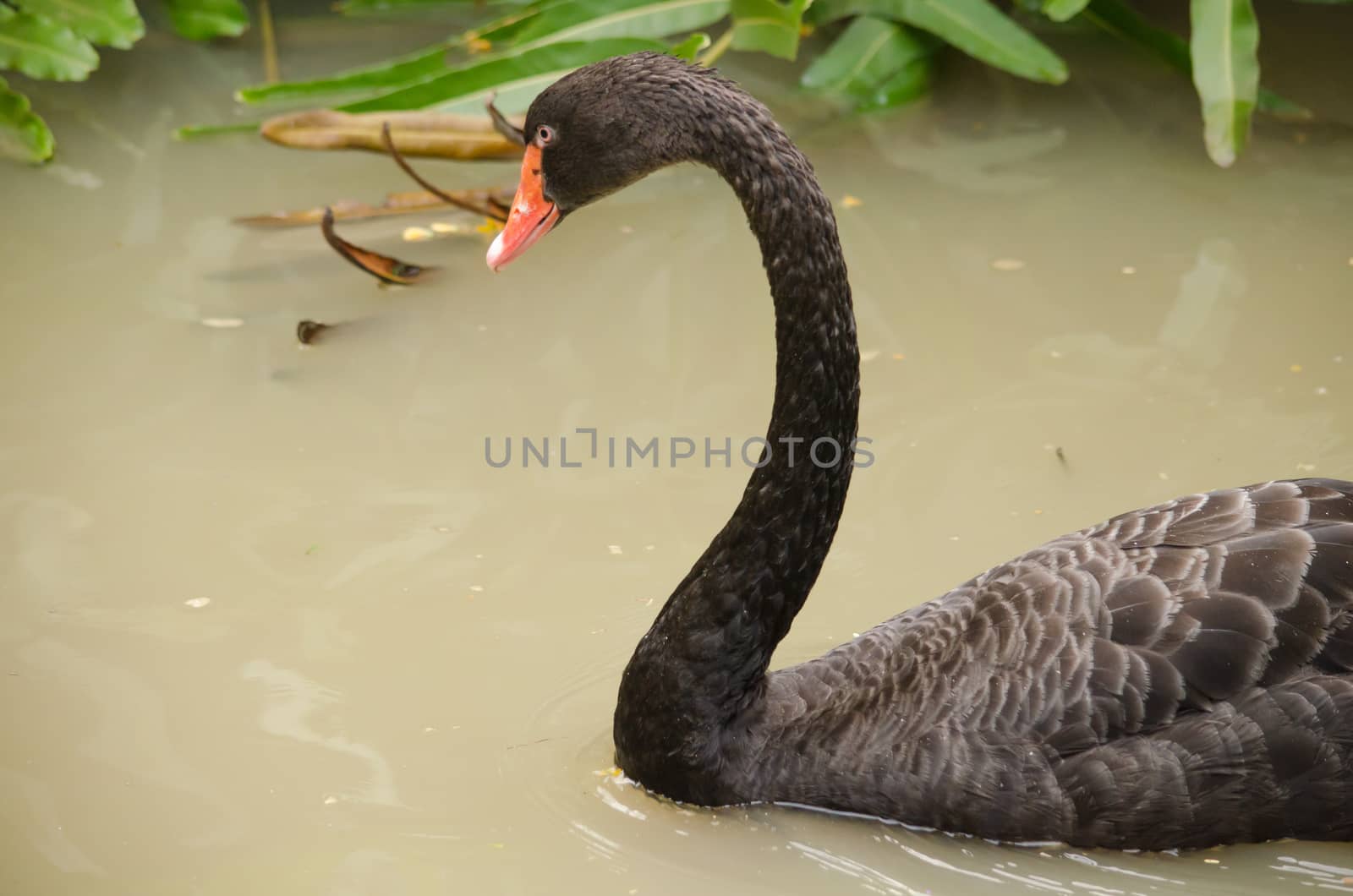 Cygnus atratus is a large waterbird with mostly black plumage and red bills.