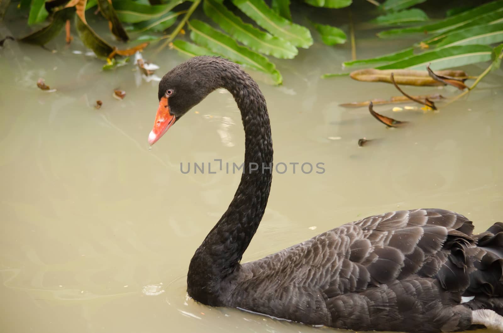 Cygnus atratus is a large waterbird with mostly black plumage and red bills.