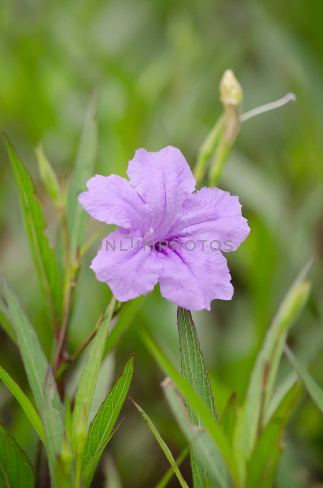 Ruellia squarrosa plant sink pots to the rim at the edge of ponds or water gardens.