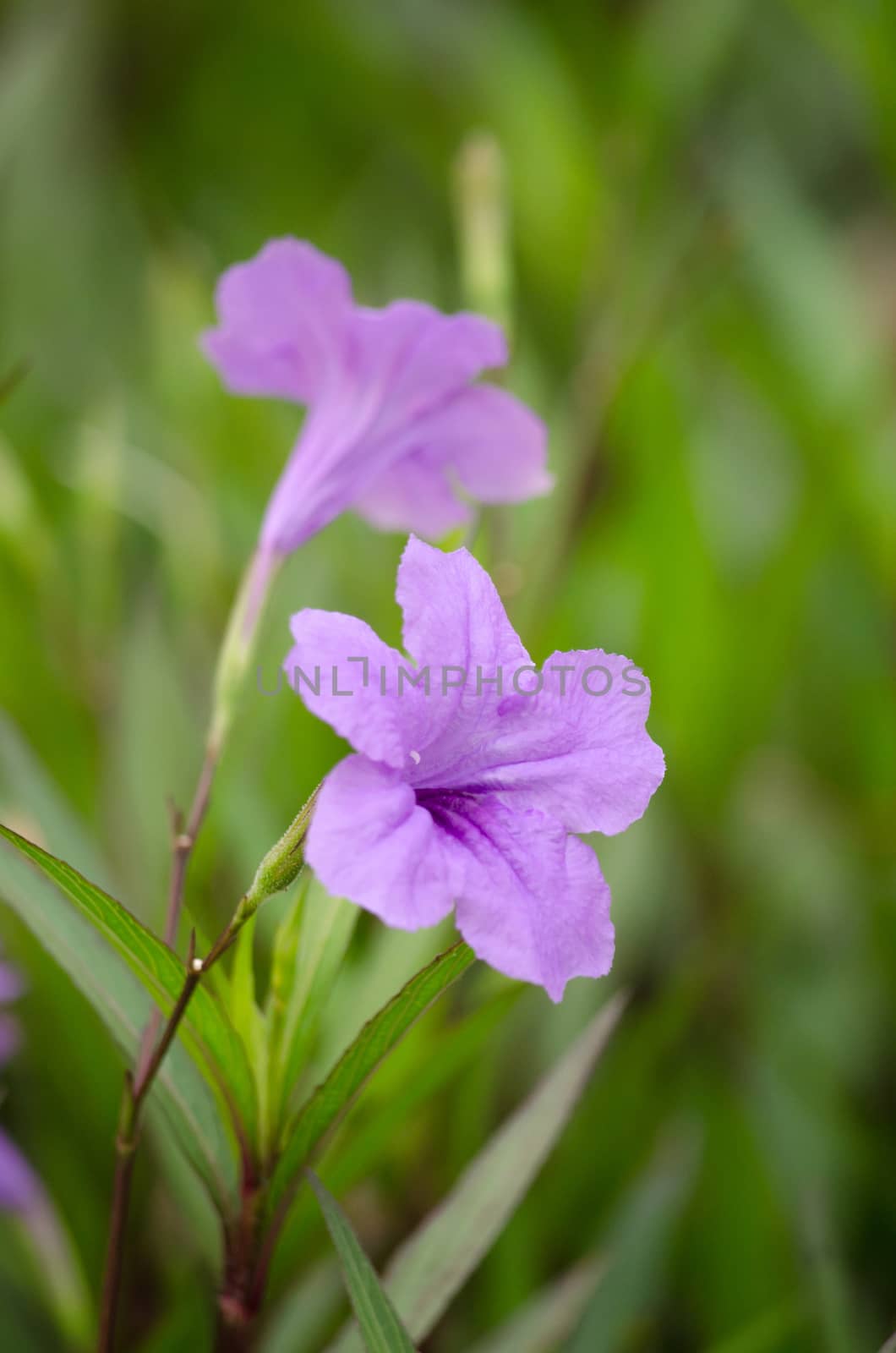 Ruellia squarrosa plant sink pots to the rim at the edge of ponds or water gardens.