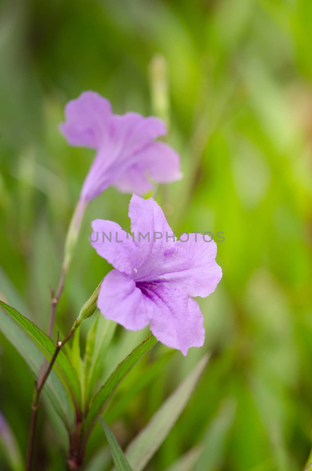 Ruellia squarrosa plant sink pots to the rim at the edge of ponds or water gardens.