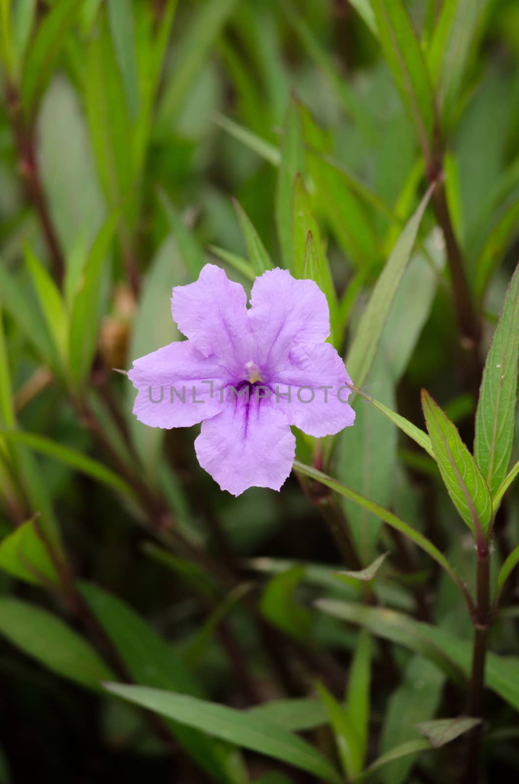 Ruellia squarrosa plant sink pots to the rim at the edge of ponds or water gardens.