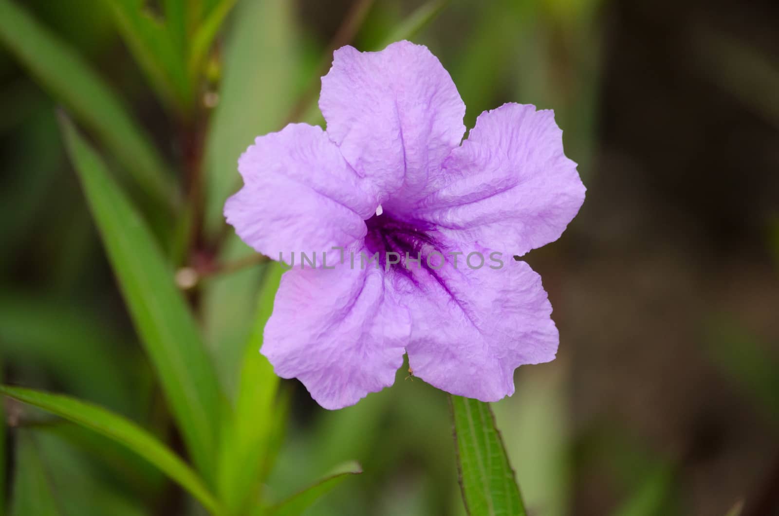 Ruellia squarrosa plant sink pots to the rim at the edge of ponds or water gardens.