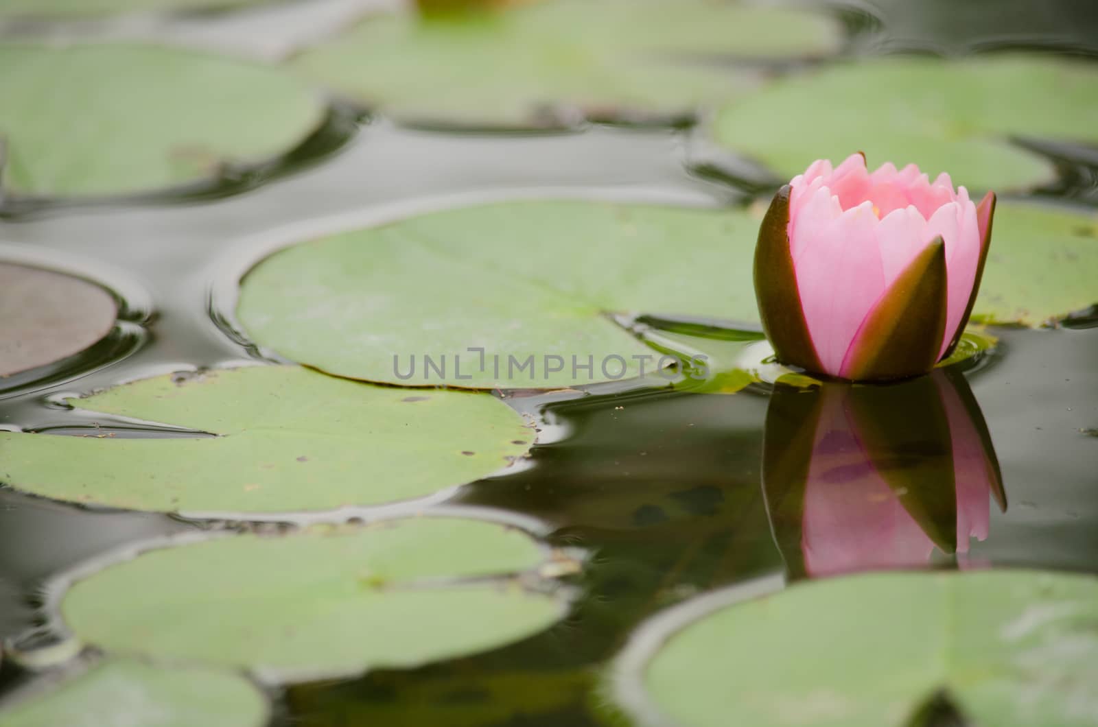 Lotus Flower is one of two extant species of aquatic plant in the family Nelumbonaceae.