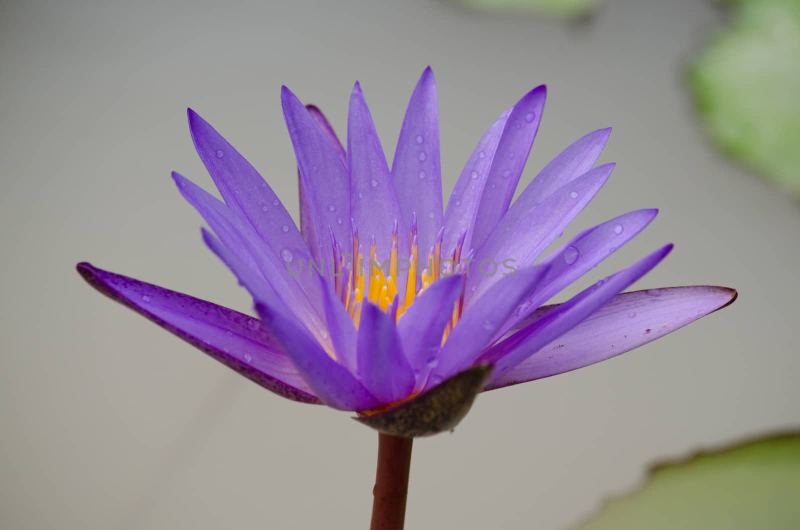 Lotus Flower is one of two extant species of aquatic plant in the family Nelumbonaceae.