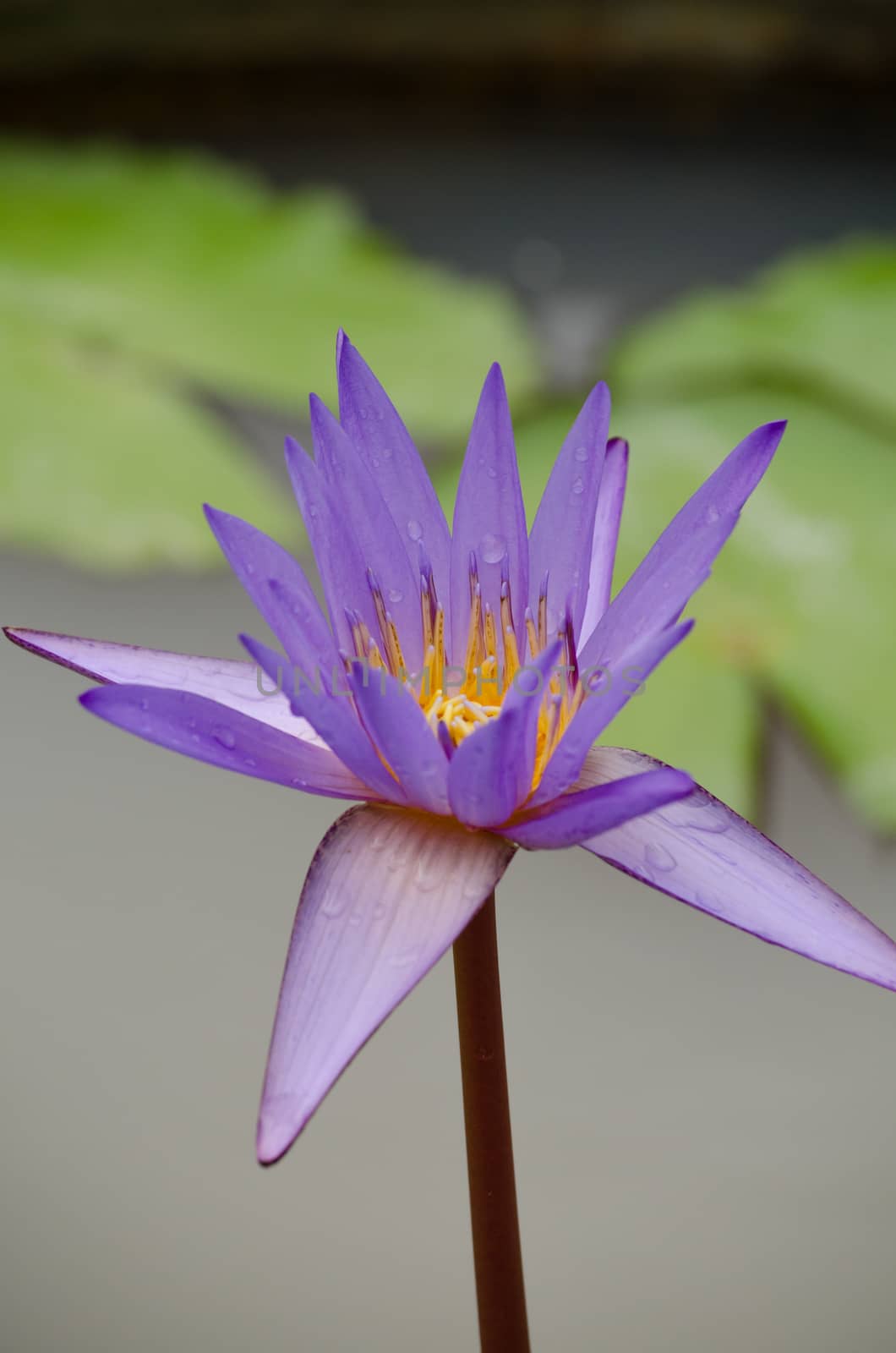 Lotus Flower is one of two extant species of aquatic plant in the family Nelumbonaceae.