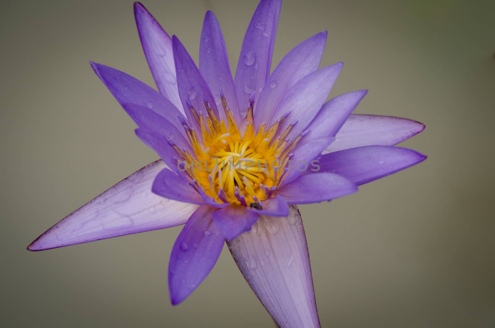 Lotus Flower is one of two extant species of aquatic plant in the family Nelumbonaceae.