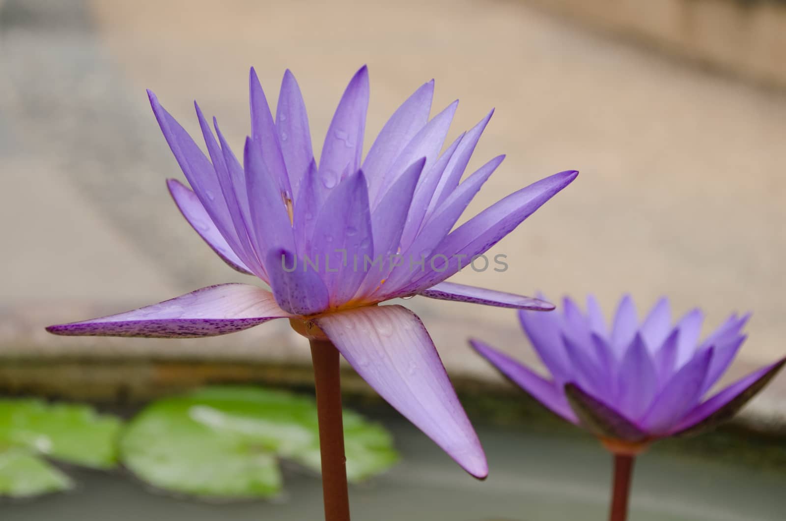 Lotus Flower is one of two extant species of aquatic plant in the family Nelumbonaceae.