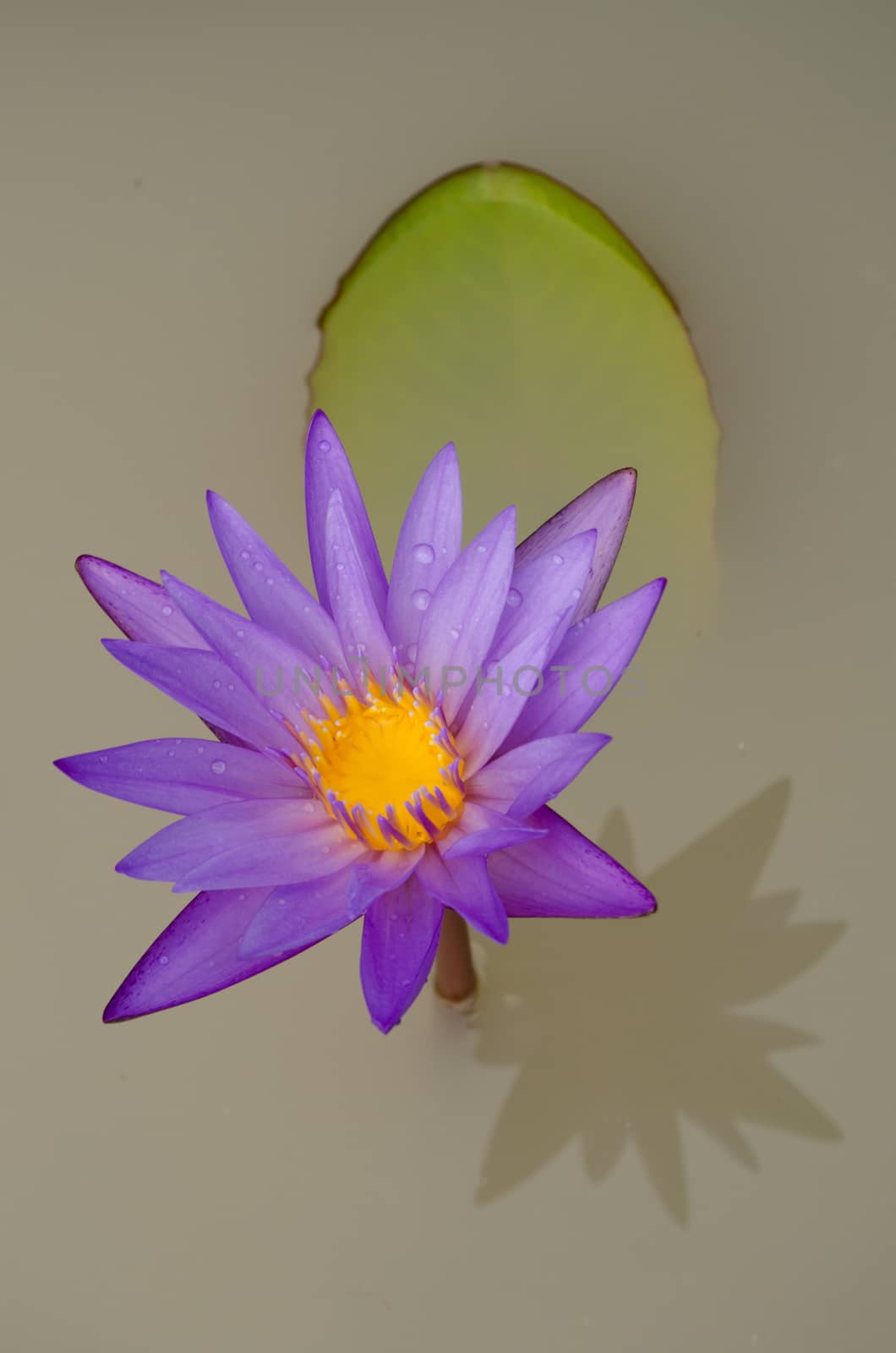 Lotus Flower is one of two extant species of aquatic plant in the family Nelumbonaceae.