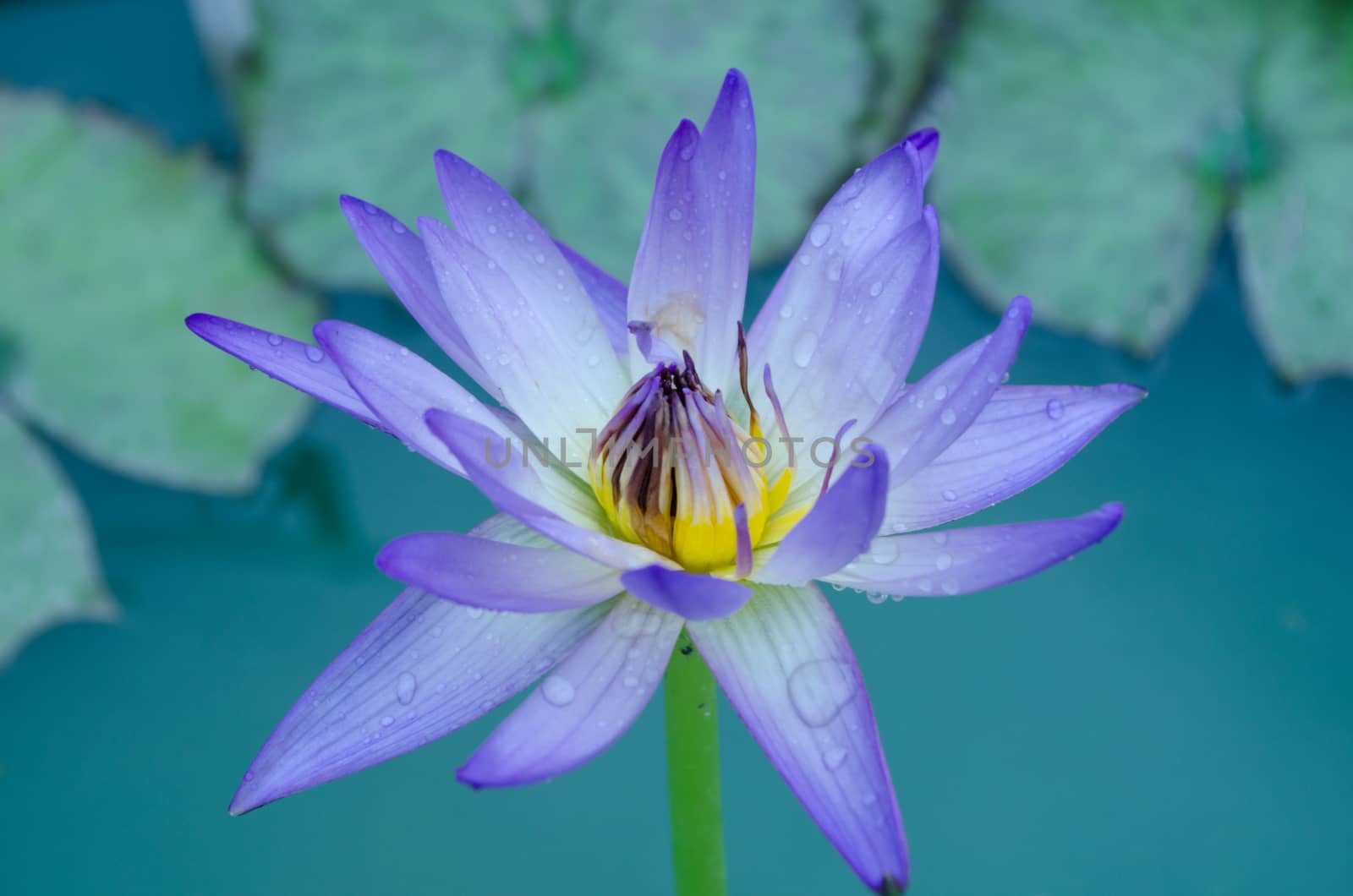 Lotus Flower is one of two extant species of aquatic plant in the family Nelumbonaceae.