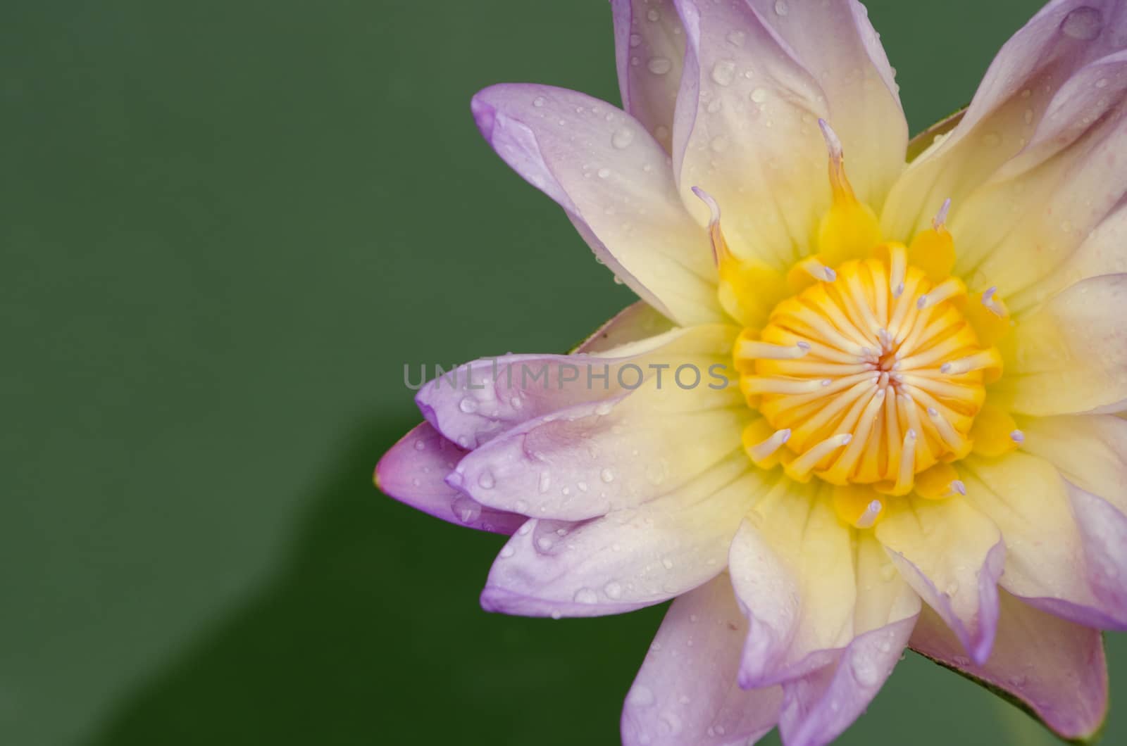 Lotus Flower is one of two extant species of aquatic plant in the family Nelumbonaceae.