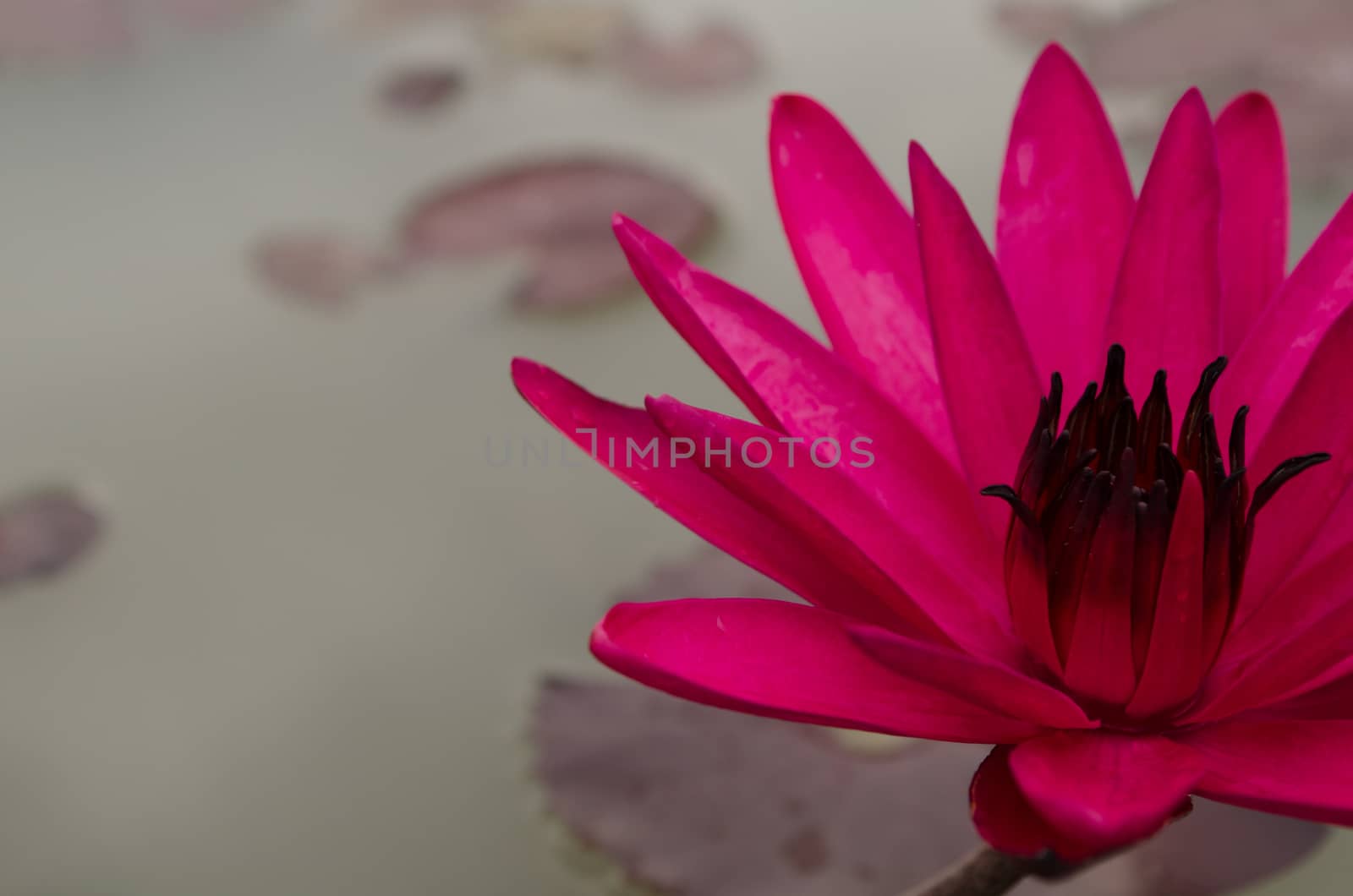 Lotus Flower is one of two extant species of aquatic plant in the family Nelumbonaceae.