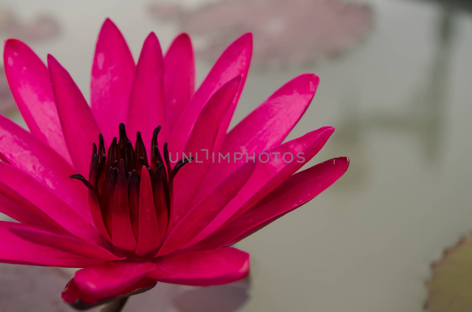 Lotus Flower is one of two extant species of aquatic plant in the family Nelumbonaceae.