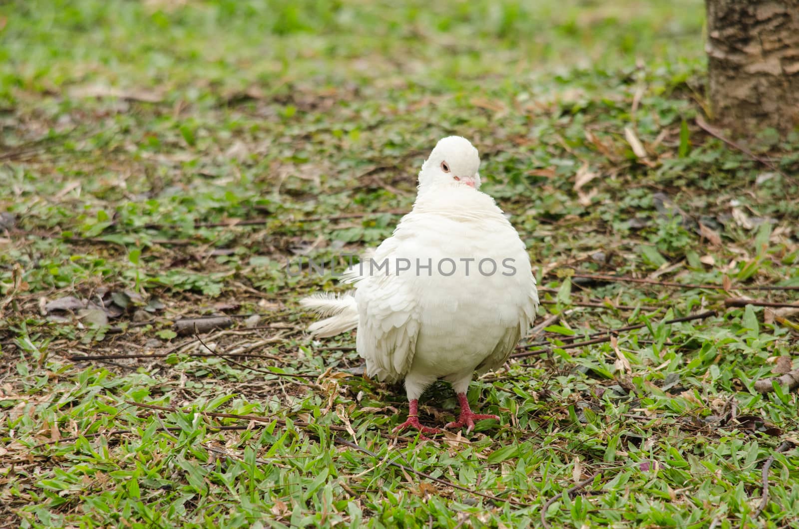 white rock pigeon  includes the domestic pigeon,  Escaped domestic pigeons have raised the populations of feral pigeons around the world