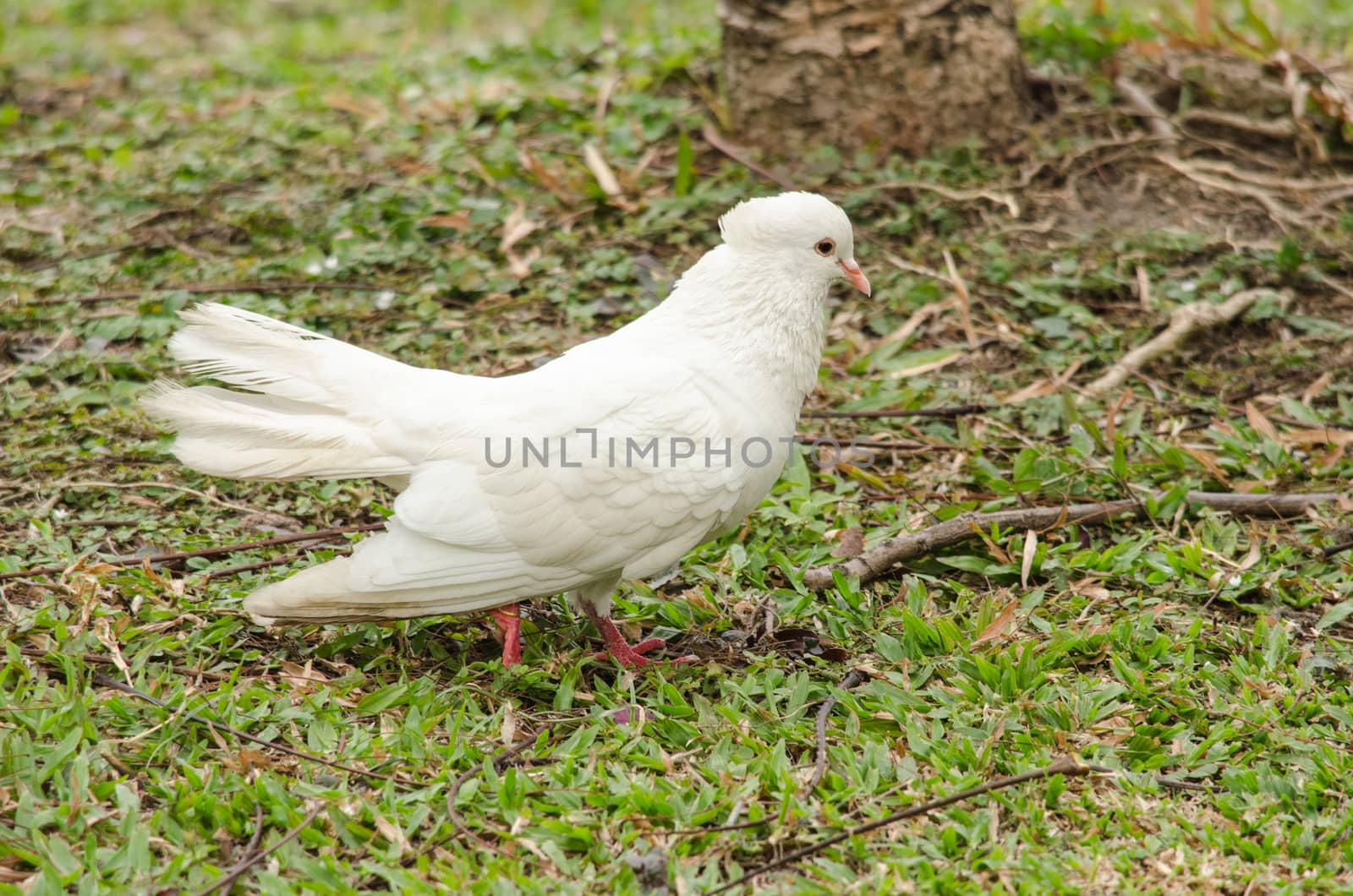 white rock pigeon  includes the domestic pigeon,  Escaped domestic pigeons have raised the populations of feral pigeons around the world