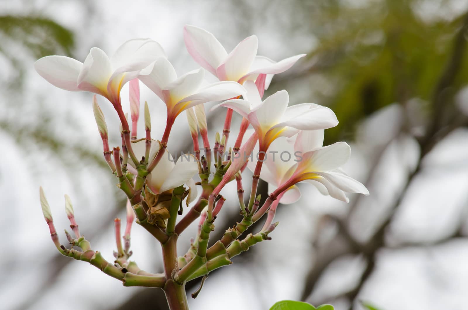 Most species are deciduous shrubs or small trees. are most fragrant at night