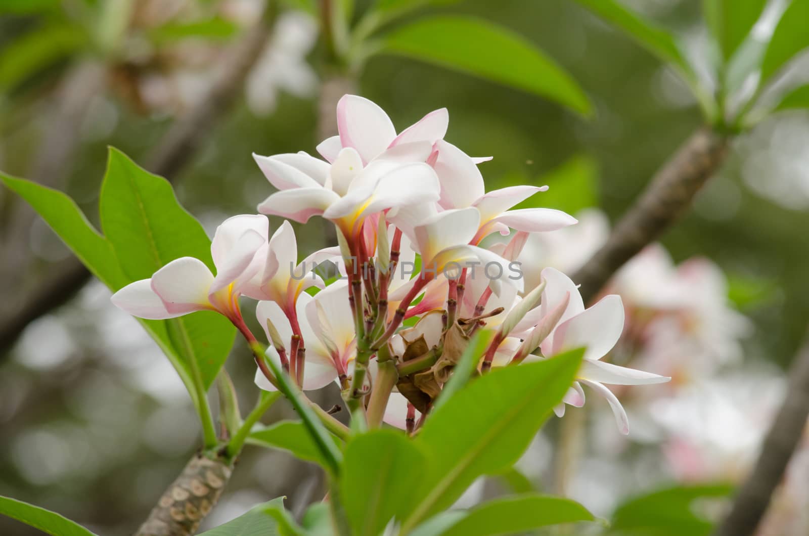 Most species are deciduous shrubs or small trees. are most fragrant at night