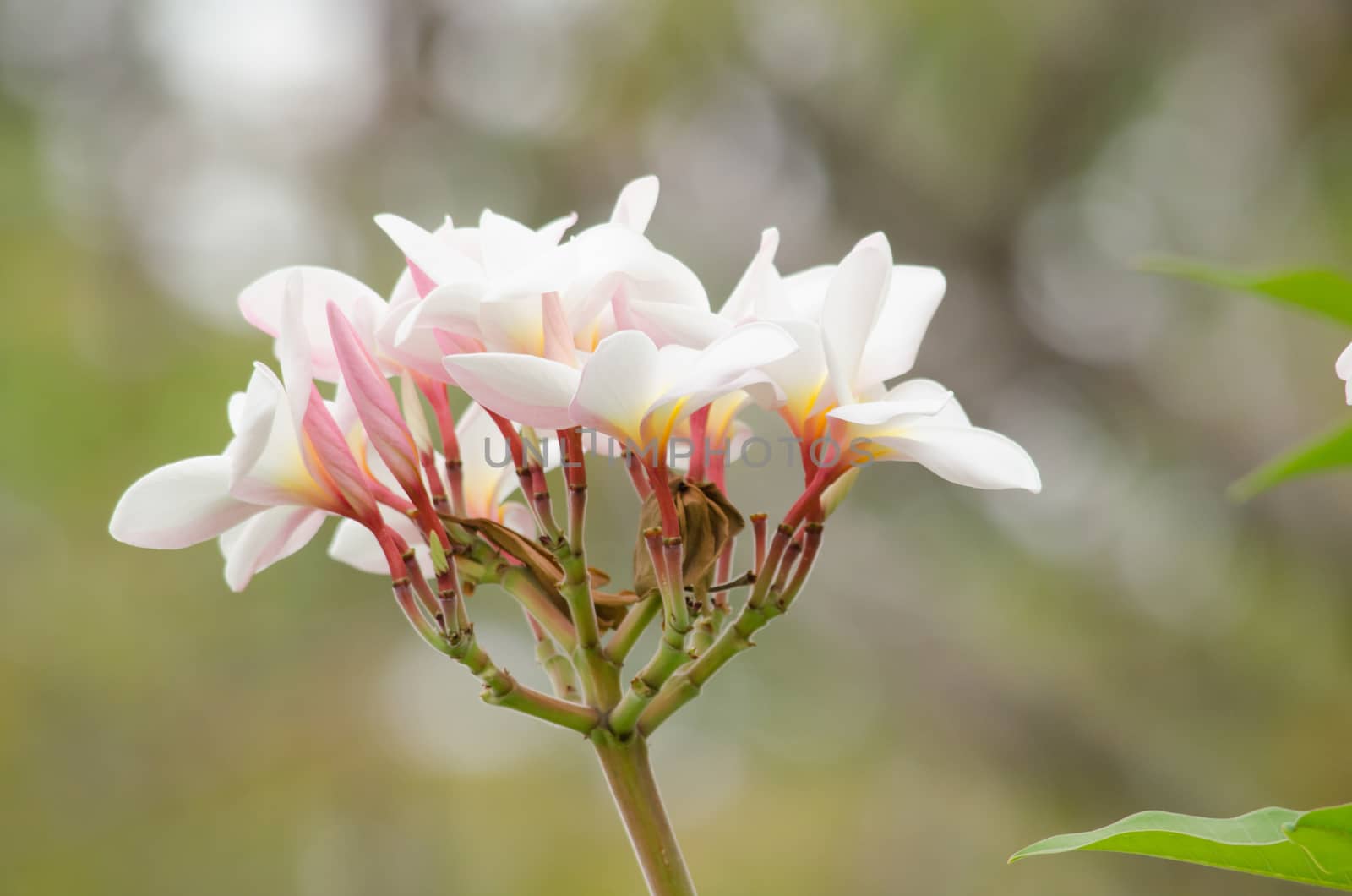 Most species are deciduous shrubs or small trees. are most fragrant at night