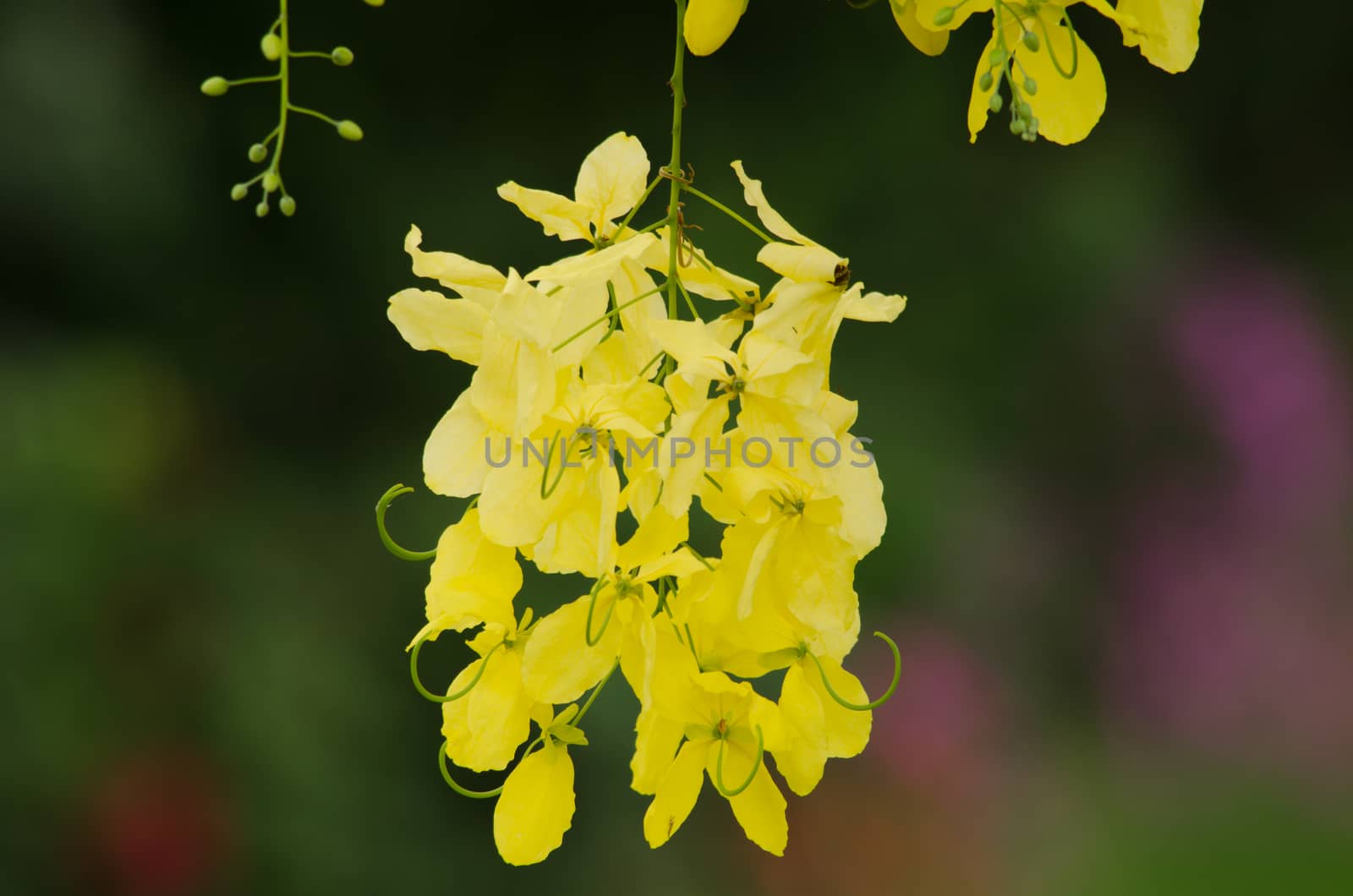 Cassia fistula  is the national tree of Thailand, and its flower is Thailand's national flower.It blooms in late spring. Flowering is profuse, with trees being covered with yellow flowers,