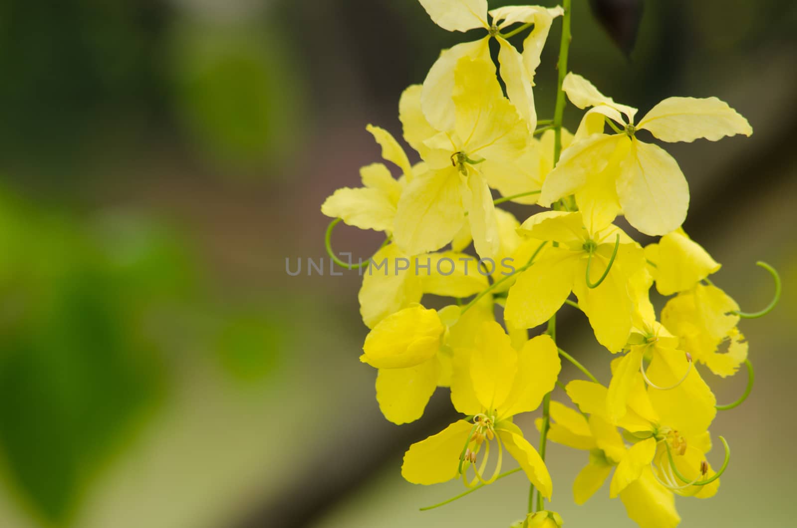 Cassia fistula  is the national tree of Thailand, and its flower is Thailand's national flower.It blooms in late spring. Flowering is profuse, with trees being covered with yellow flowers,