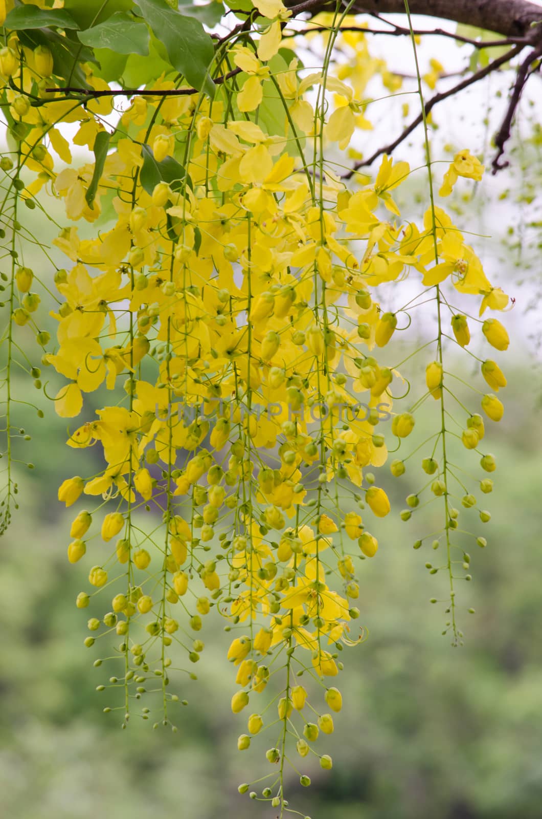 Cassia fistula  is the national tree of Thailand, and its flower is Thailand's national flower.It blooms in late spring. Flowering is profuse, with trees being covered with yellow flowers,