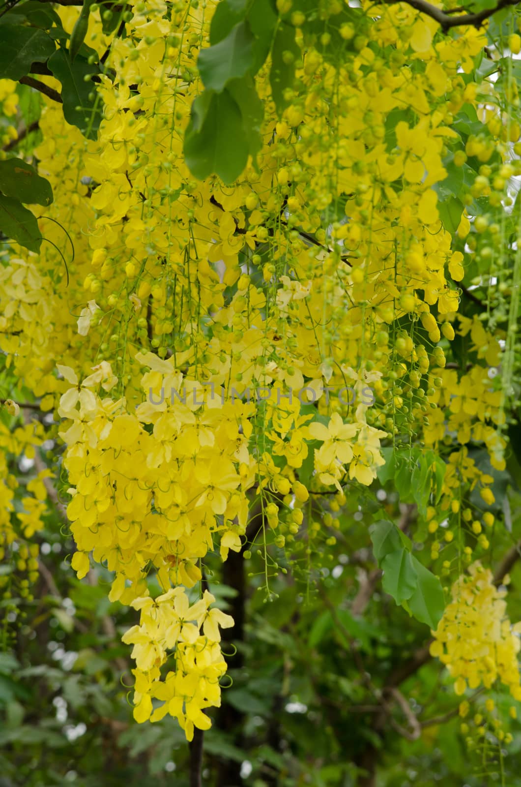 Cassia fistula  is the national tree of Thailand, and its flower is Thailand's national flower.It blooms in late spring. Flowering is profuse, with trees being covered with yellow flowers,