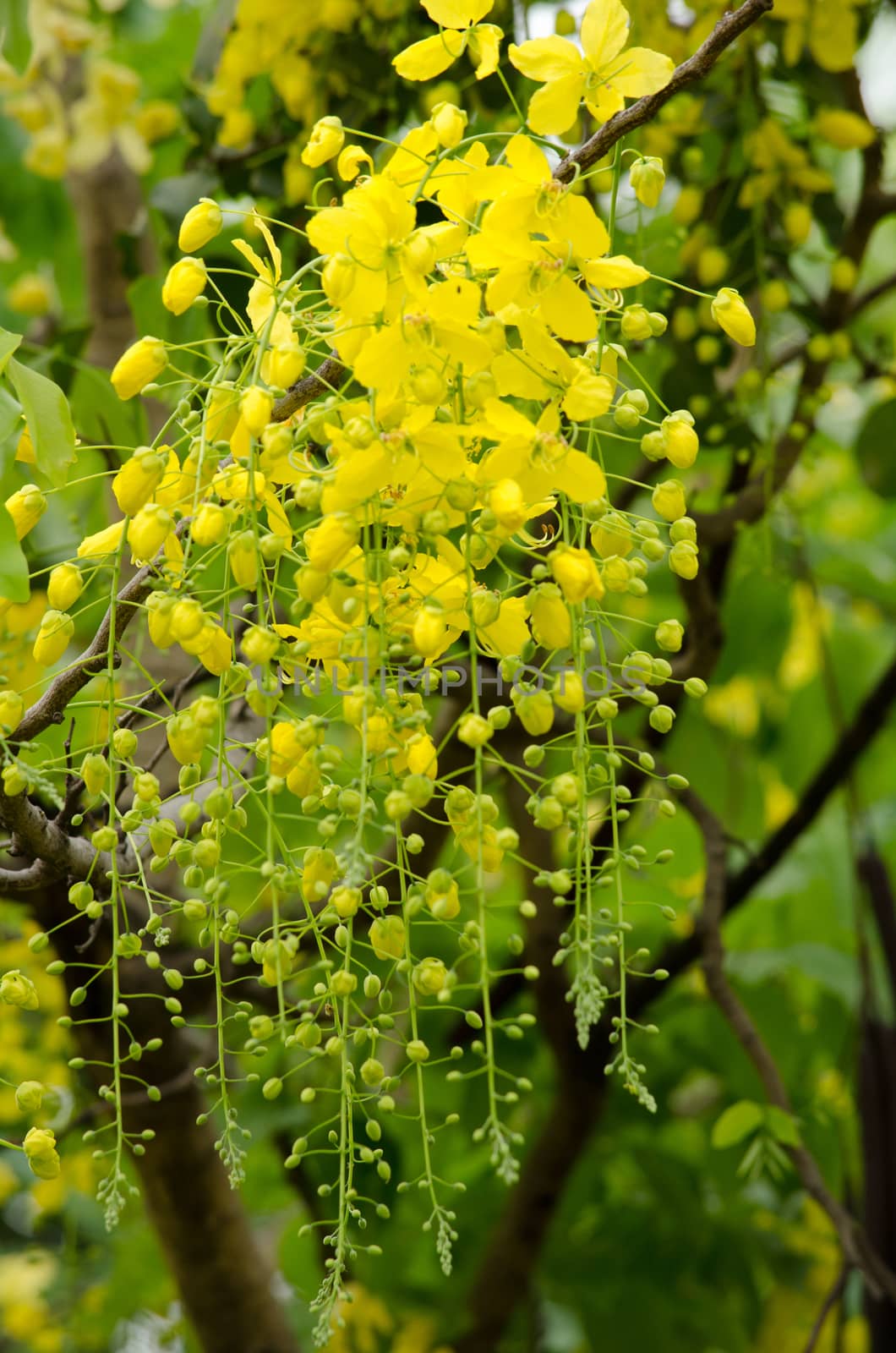 Cassia fistula  is the national tree of Thailand, and its flower is Thailand's national flower.It blooms in late spring. Flowering is profuse, with trees being covered with yellow flowers,