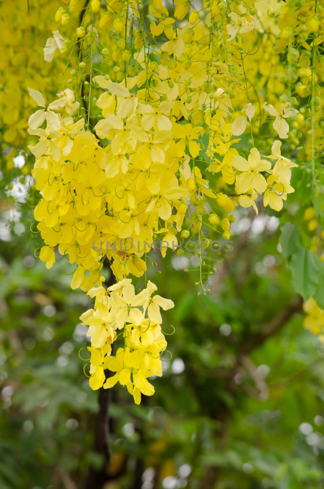 Cassia fistula  is the national tree of Thailand, and its flower is Thailand's national flower.It blooms in late spring. Flowering is profuse, with trees being covered with yellow flowers,