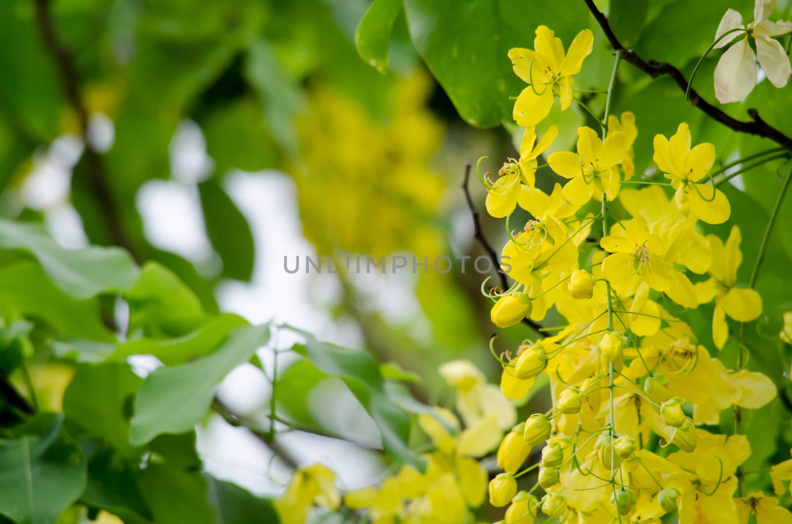 Cassia fistula  is the national tree of Thailand, and its flower is Thailand's national flower.It blooms in late spring. Flowering is profuse, with trees being covered with yellow flowers,