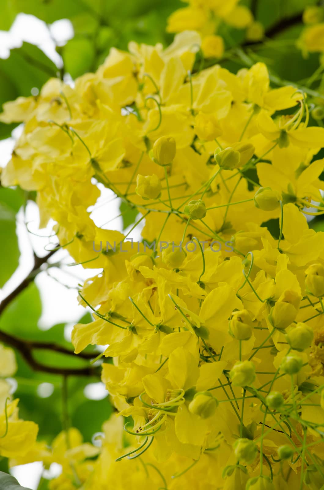 Cassia fistula  is the national tree of Thailand, and its flower is Thailand's national flower.It blooms in late spring. Flowering is profuse, with trees being covered with yellow flowers,